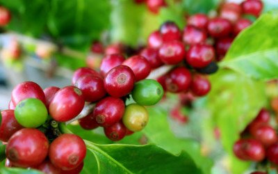 Як мозок сприймає смак кави: чи впливає колір капсули на вибір Nespresso